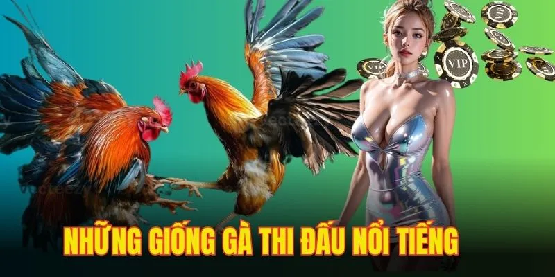 Giống kê Asil bản tính lì lợm, khó đoán đòn đá