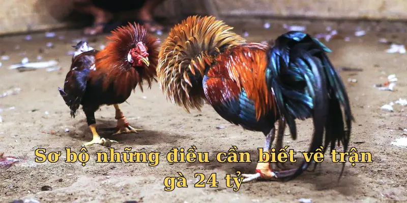 Sơ bộ những điều cần biết về trận gà 24 tỷ