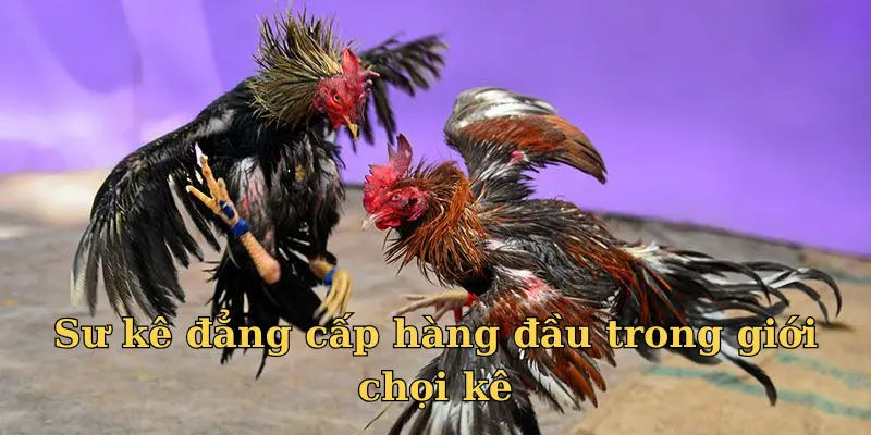 Mít Trà Cú - Sư kê đẳng cấp hàng đầu trong giới chọi kê