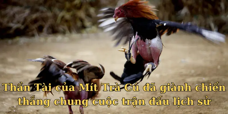 Thần Tài của Mít Trà Cú đã giành chiến thắng chung cuộc trận đấu lịch sử
